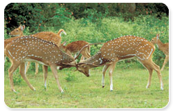 Guindy_National_Park.jpg