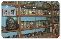 kodaikanal_museum.png