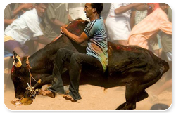 jallikattu_resize.jpg